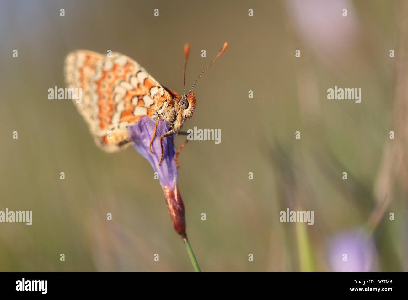 Sleeping butterfly standing in a flower Stock Photo