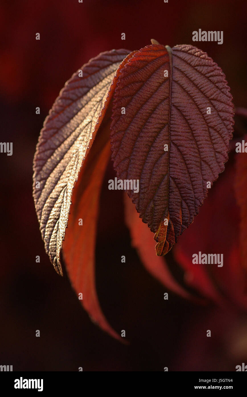 autumnal shrub evening light leaf veins autumn colouring page sheet red fall Stock Photo