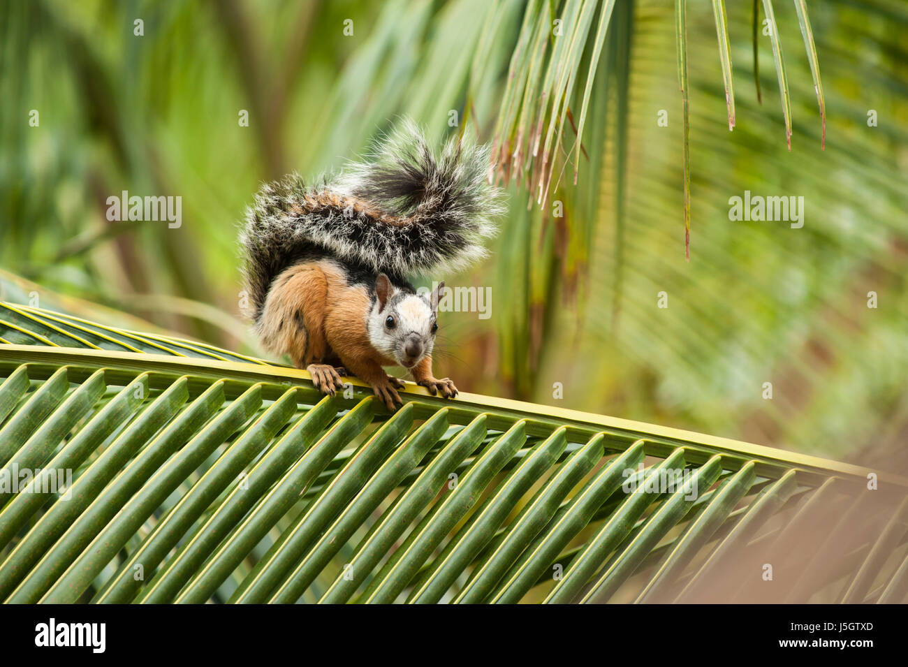 Variegated tree squirrel sits on a palm branch in the tropical rain forest Stock Photo