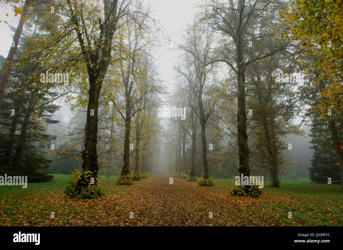 Avenue of Lime trees in mist Stock Photo