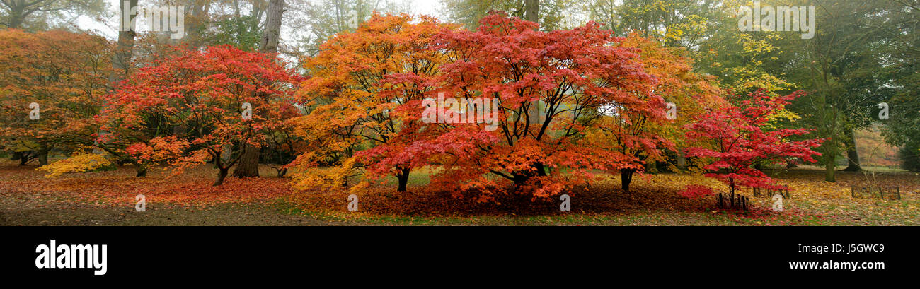 Acers Japanese Maple High Resolution Stock Photography and Images - Alamy
