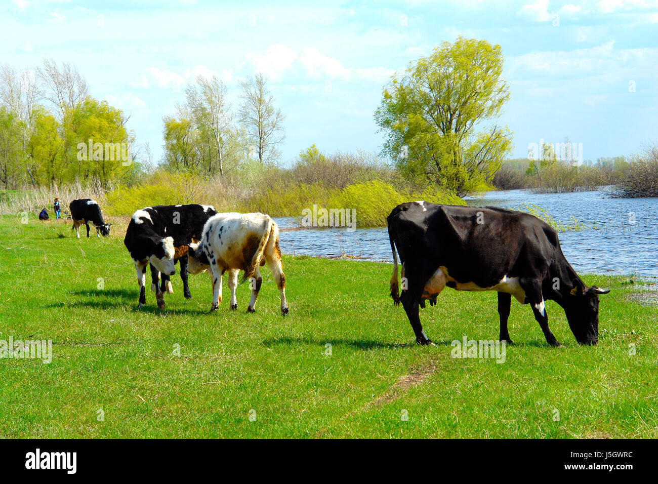 Cows grazing on a meadow Stock Photo - Alamy