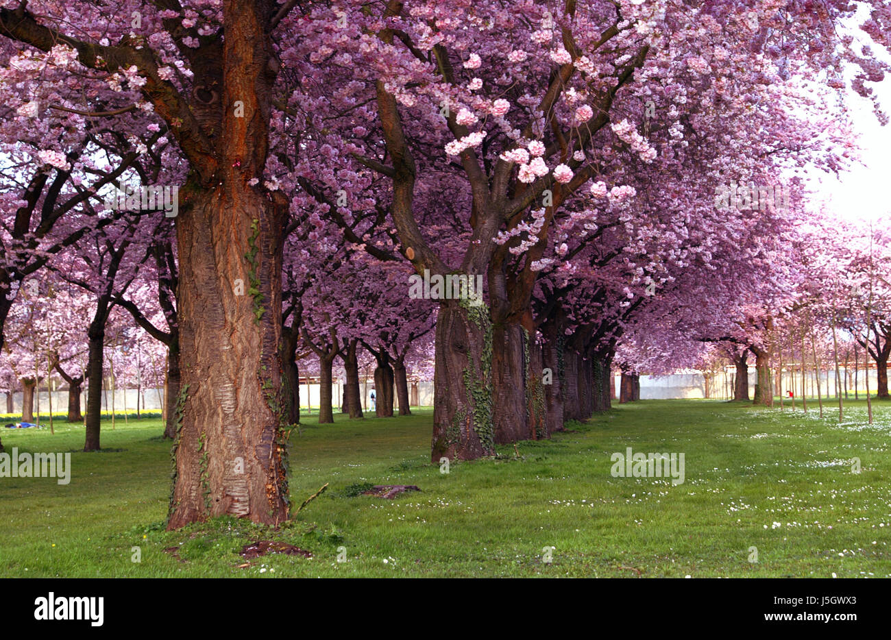 shine shines bright lucent light serene luminous tree bloom blossom ...