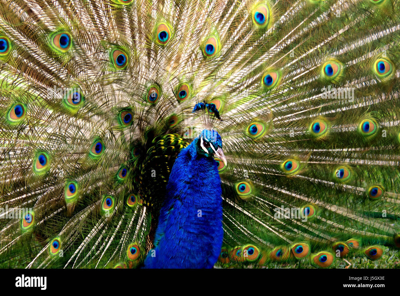 Coloured cartwheel hires stock photography and images Alamy