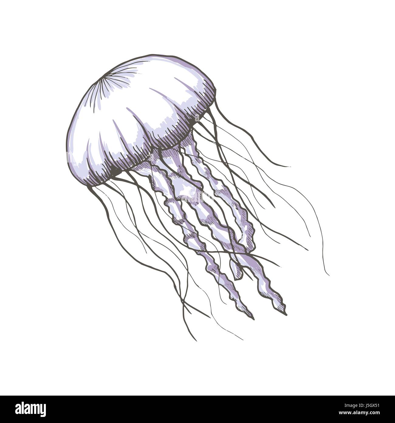 Hand drawn sketch isolated jellyfish, marine animals - Stock Vector illustration Stock Vector