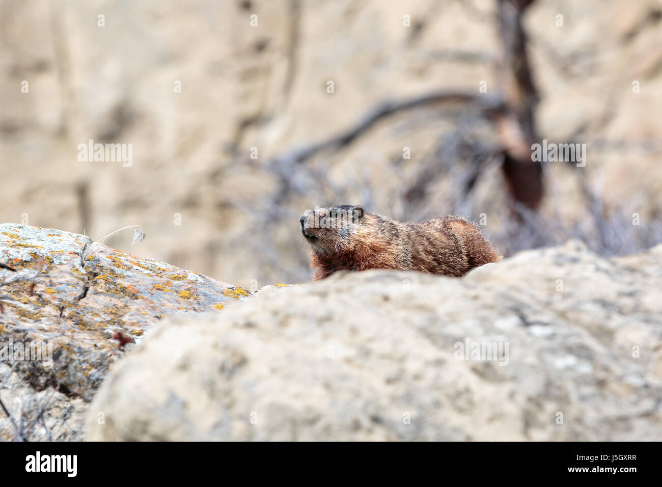 Marmot on a Rock Stock Photo