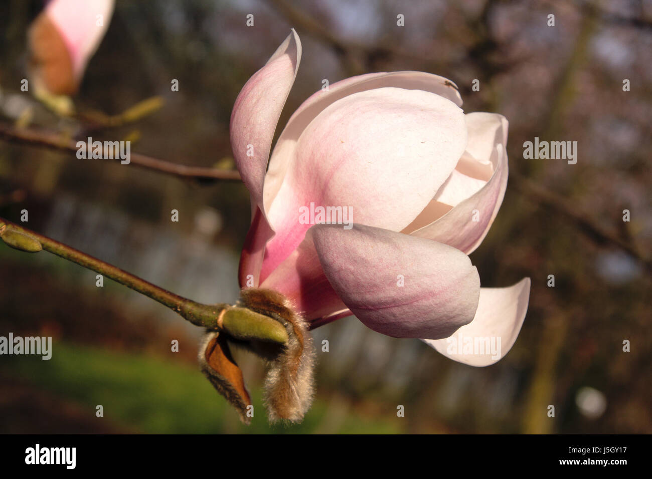 tree green bloom blossom flourish flourishing blank european caucasian spring Stock Photo