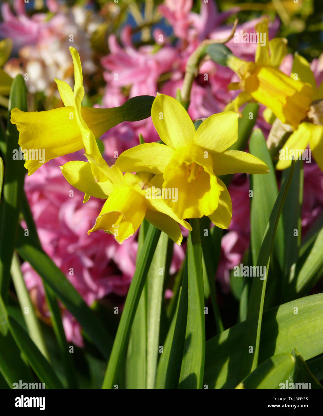 shine shines bright lucent light serene luminous garden flower plant green Stock Photo