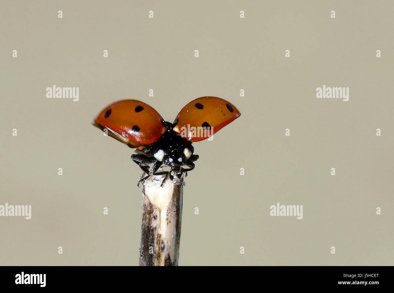 legs optional insects eyes beetle easter spring fly flies flys flying ...