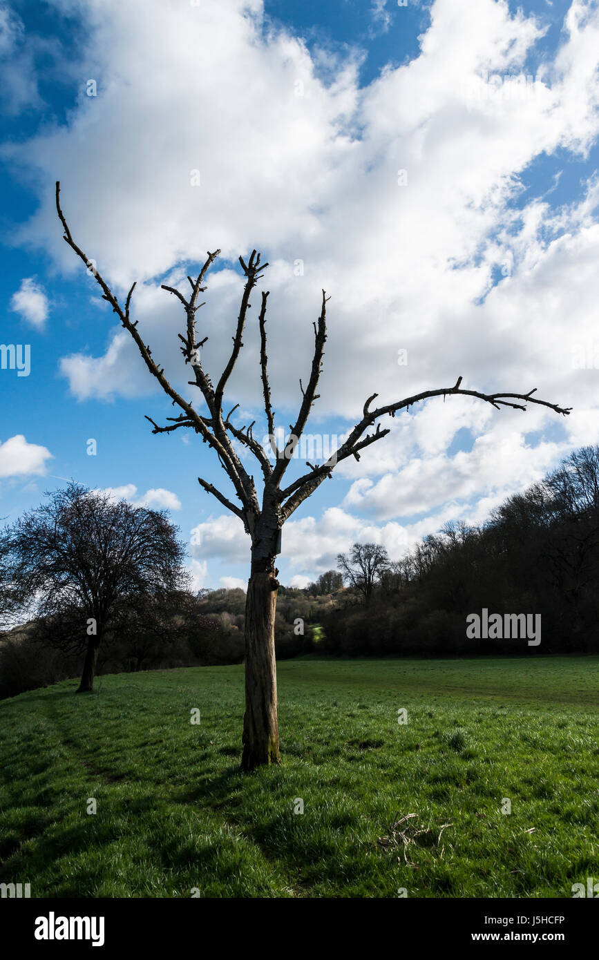 A dead tree on the bank of the river Avon near Avoncliff, Wiltshire ...