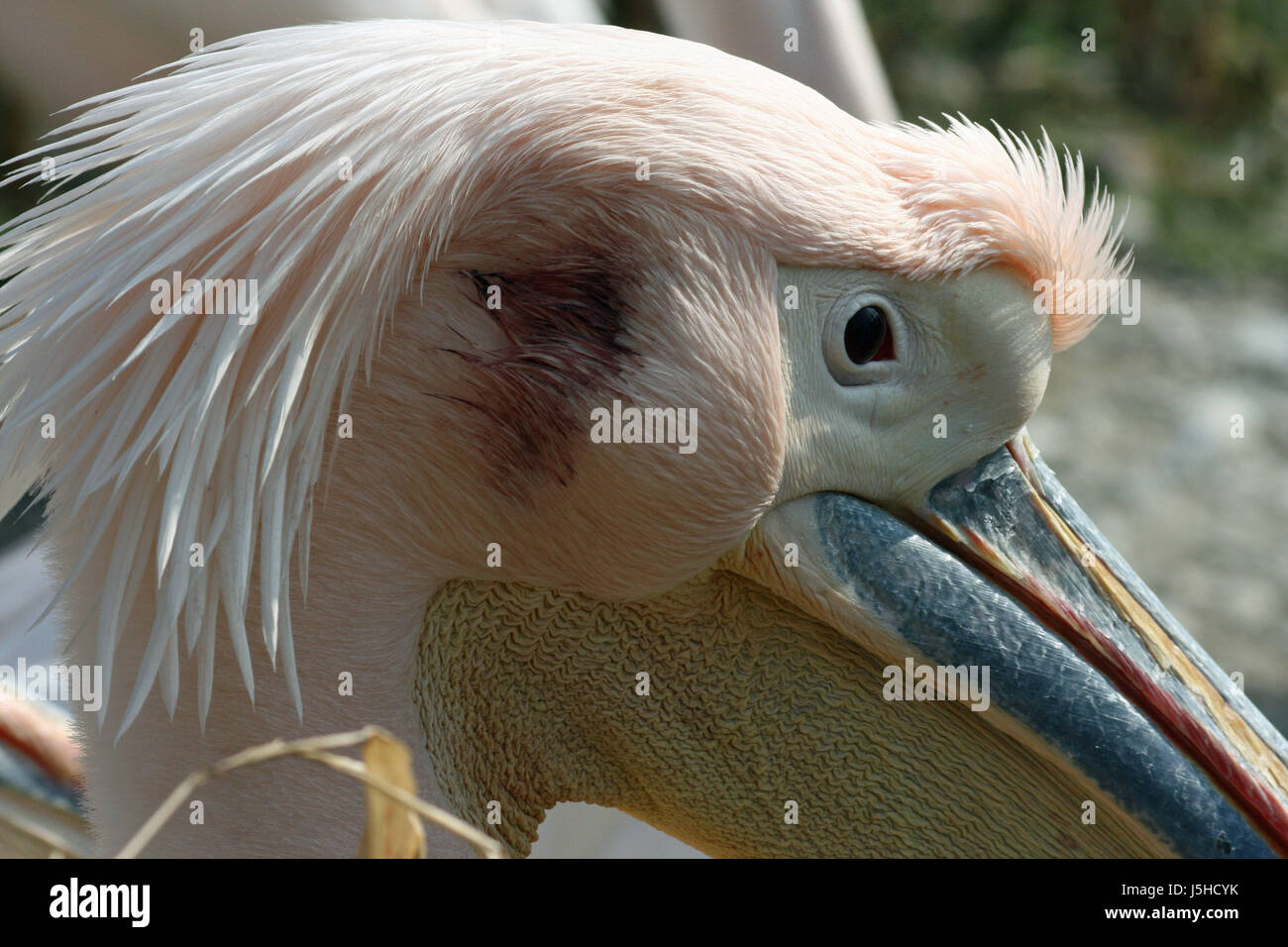 bird animals birds waterfowls waterfowl poultry pelicans fischfresser farbiger Stock Photo
