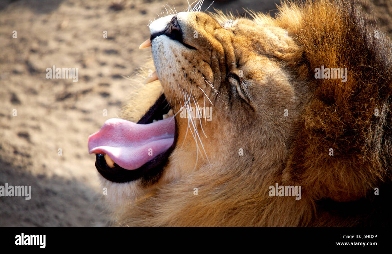 danger mouth teeth wild animals lion cat big cat feline predator tongue  animal Stock Photo - Alamy