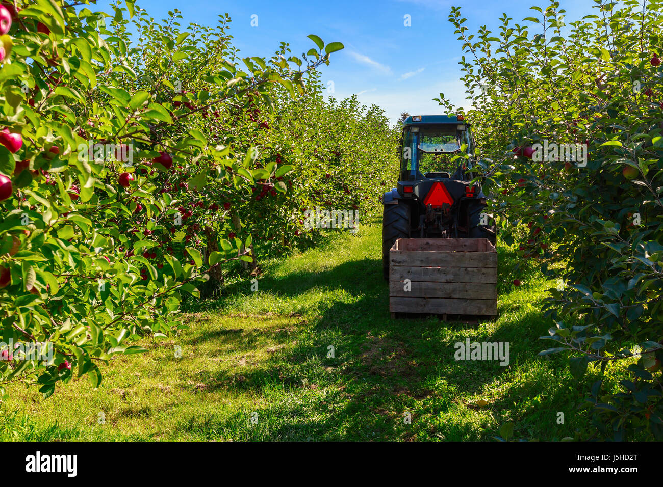 Harvest in a commercial apple orchard Stock Photo Alamy