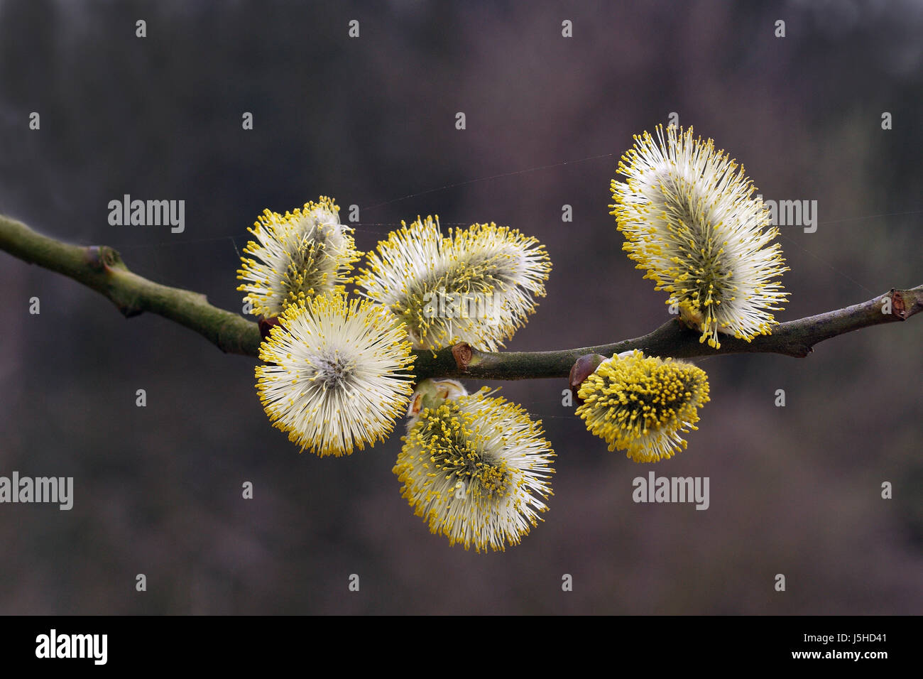 blossoms coloured branch willow catkin colour bleed sallow colors ...