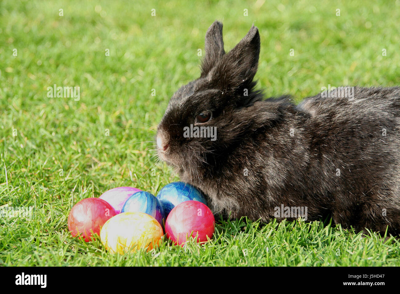 real easter bunny Stock Photo Alamy