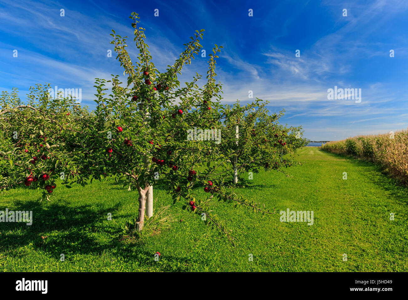 Rows of Honeycrisp apple trees in a commercial apple orchard. Stock Photo
