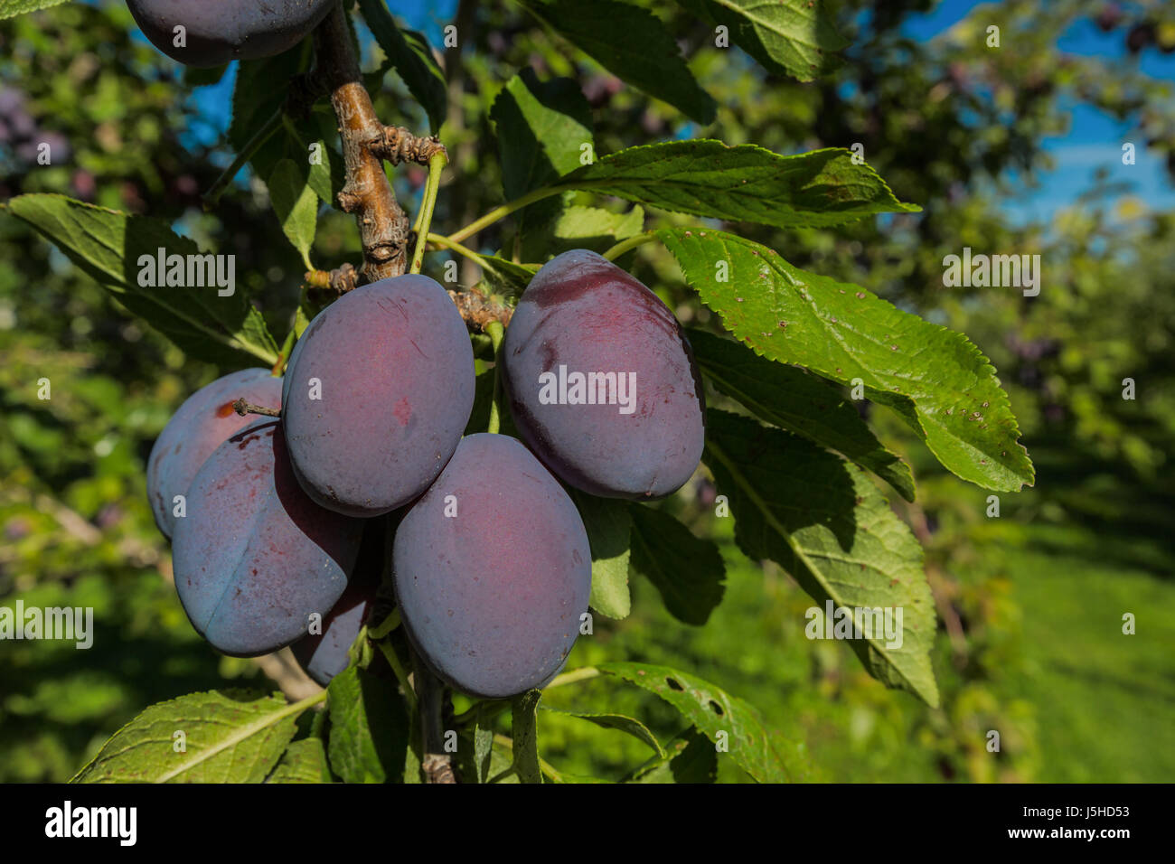 Canada plum hires stock photography and images Alamy