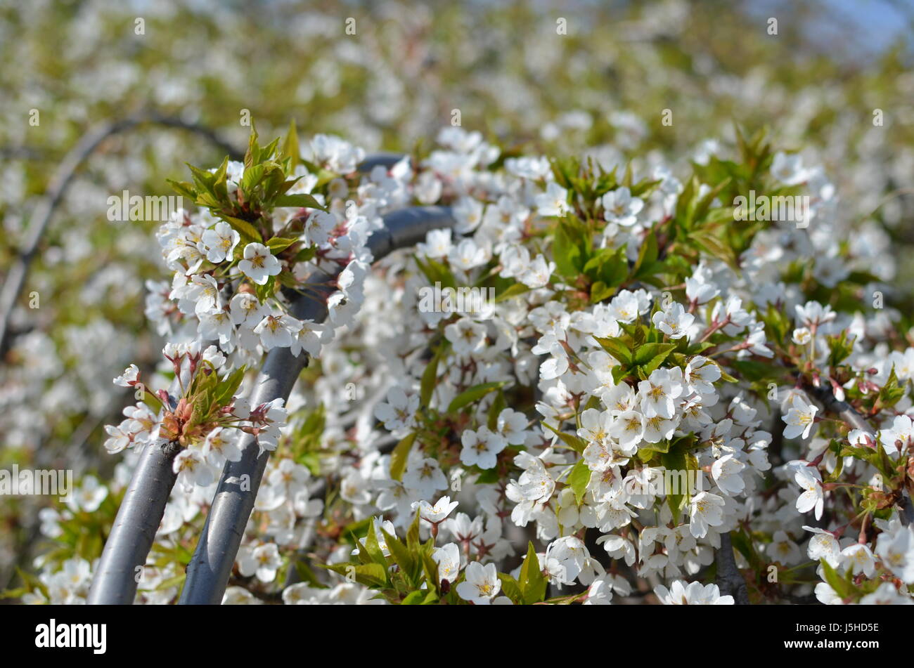 The branches of a blossoming cherry tree with white flowers as ...