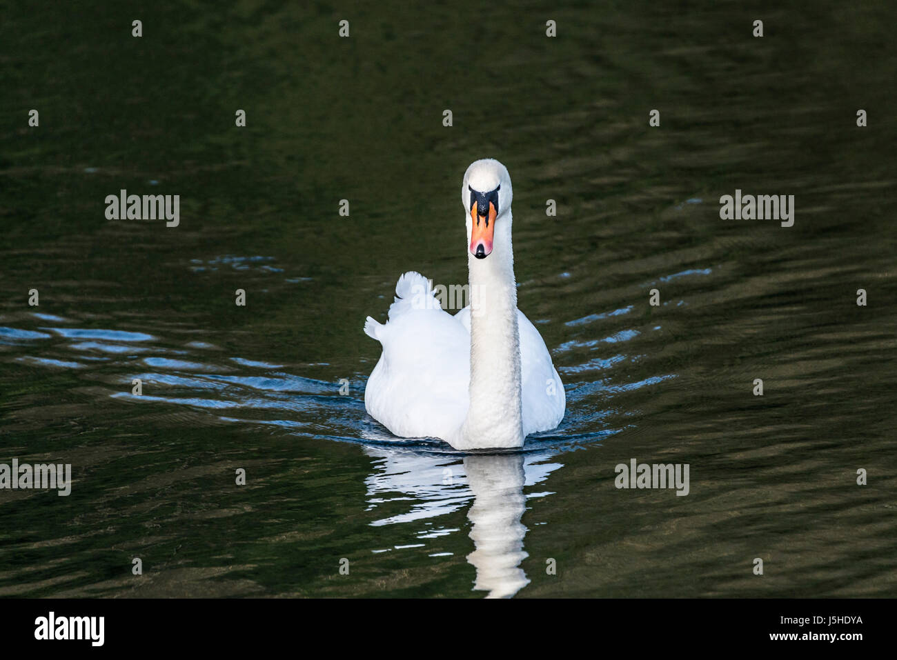 A mute swan (Cygnus olor) swimming in a lake Stock Photo - Alamy