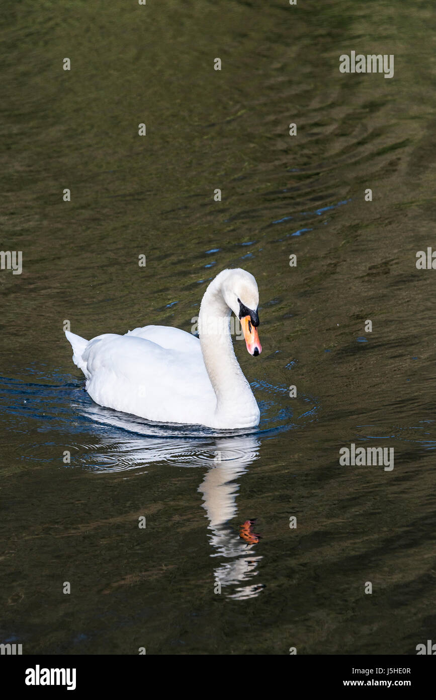 A mute swan (Cygnus olor) swimming in a lake Stock Photo - Alamy