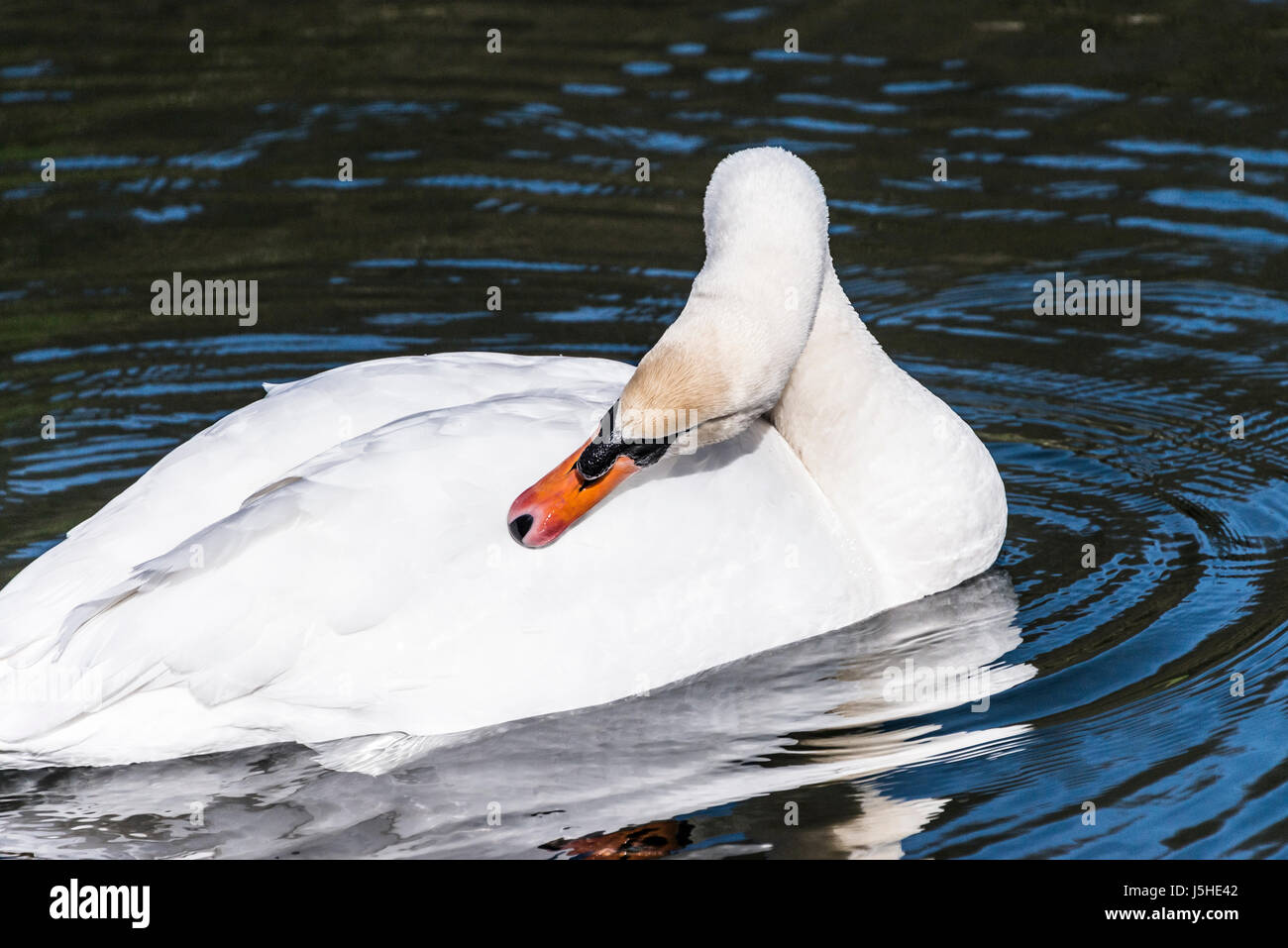 A mute swan (Cygnus olor) preening itself on a lake Stock Photo - Alamy