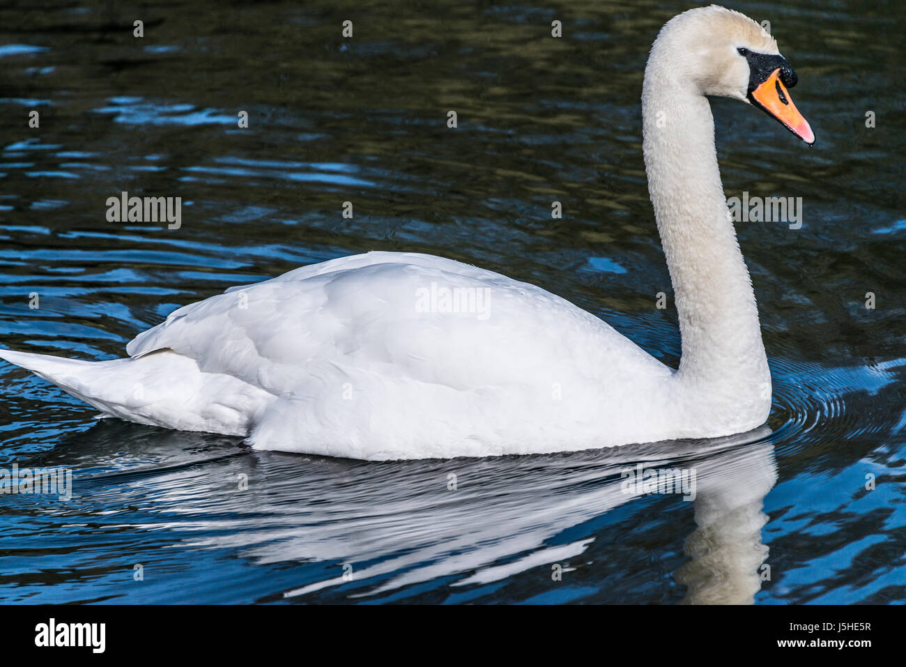 A mute swan (Cygnus olor) swimming in a lake Stock Photo - Alamy