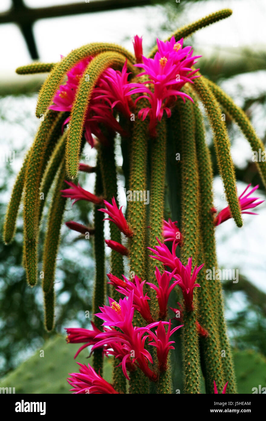 snake cactus Stock Photo