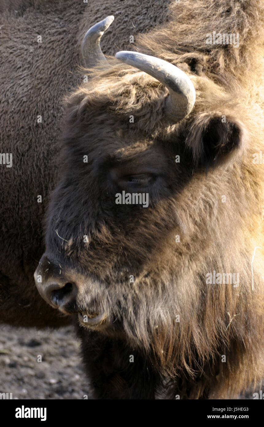 skin cornets bovine bison buffalo shag bison bonasus wildrind zottelig Stock Photo