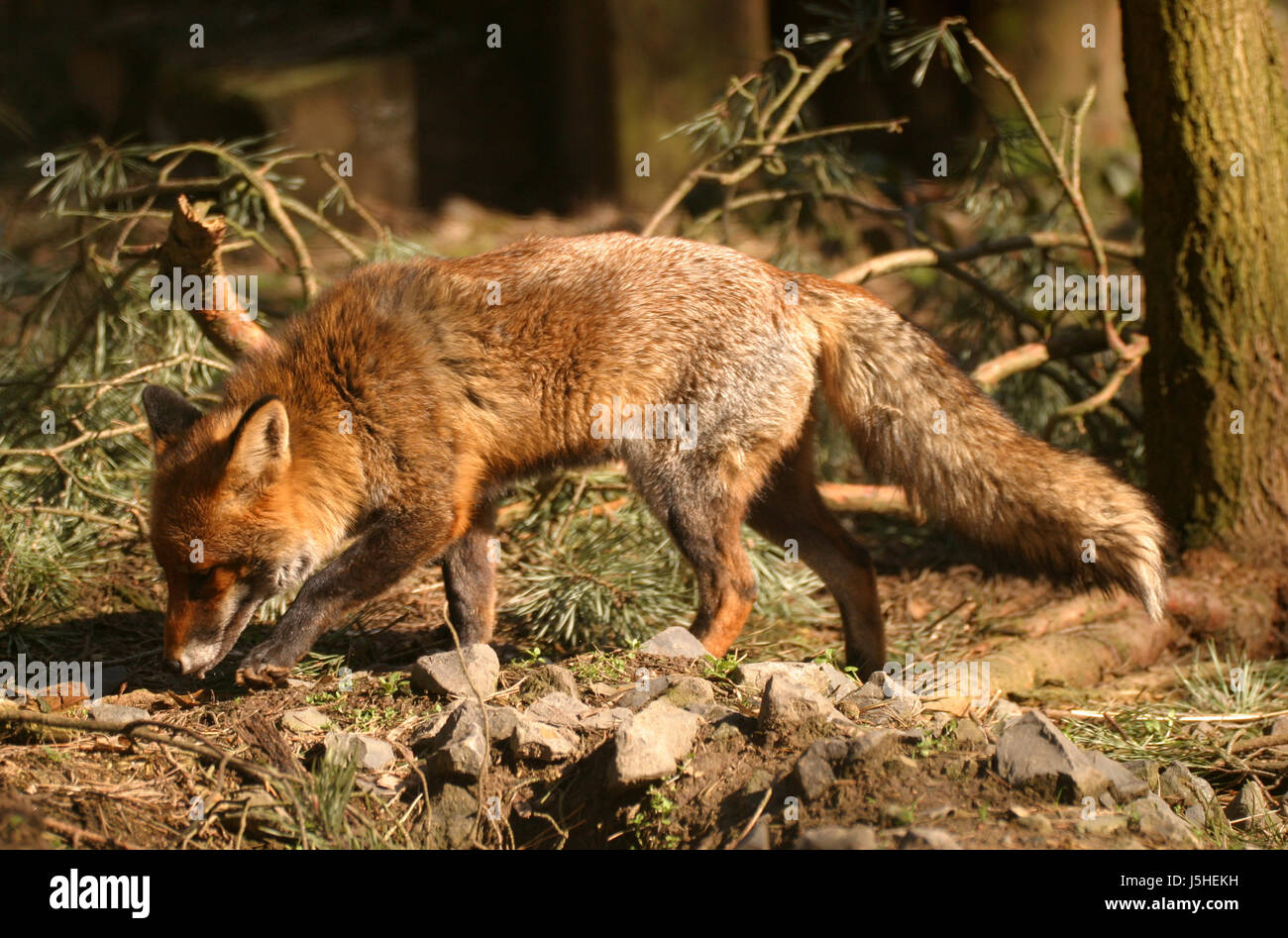 animal wood cave hunter field skin fox chicken coppice fur bearing