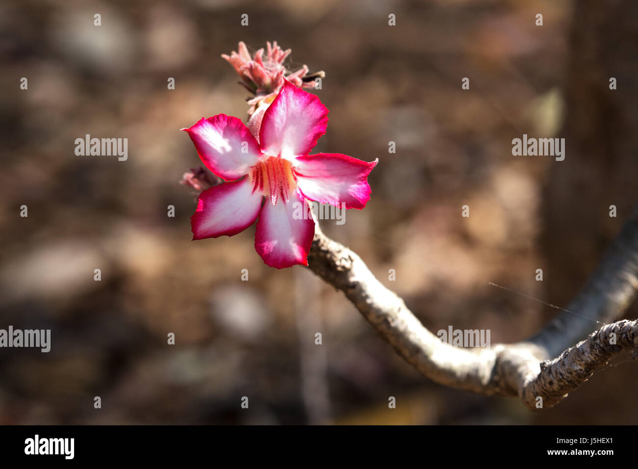 Impala lily with white and red colours at a photo safari Stock Photo