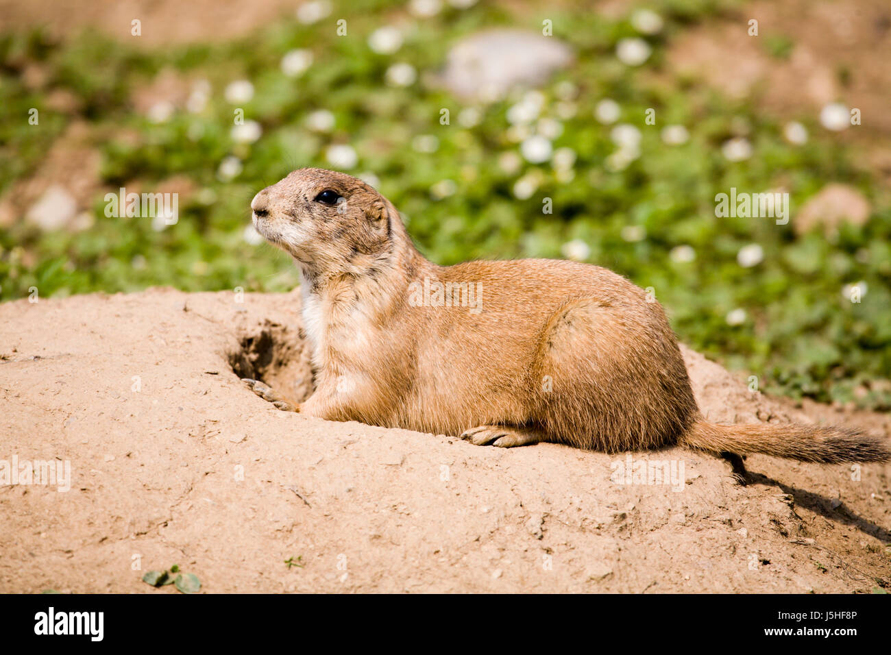 animal fauna animals rodent gnawers meerkat meerkats prriehund prriehunde Stock Photo