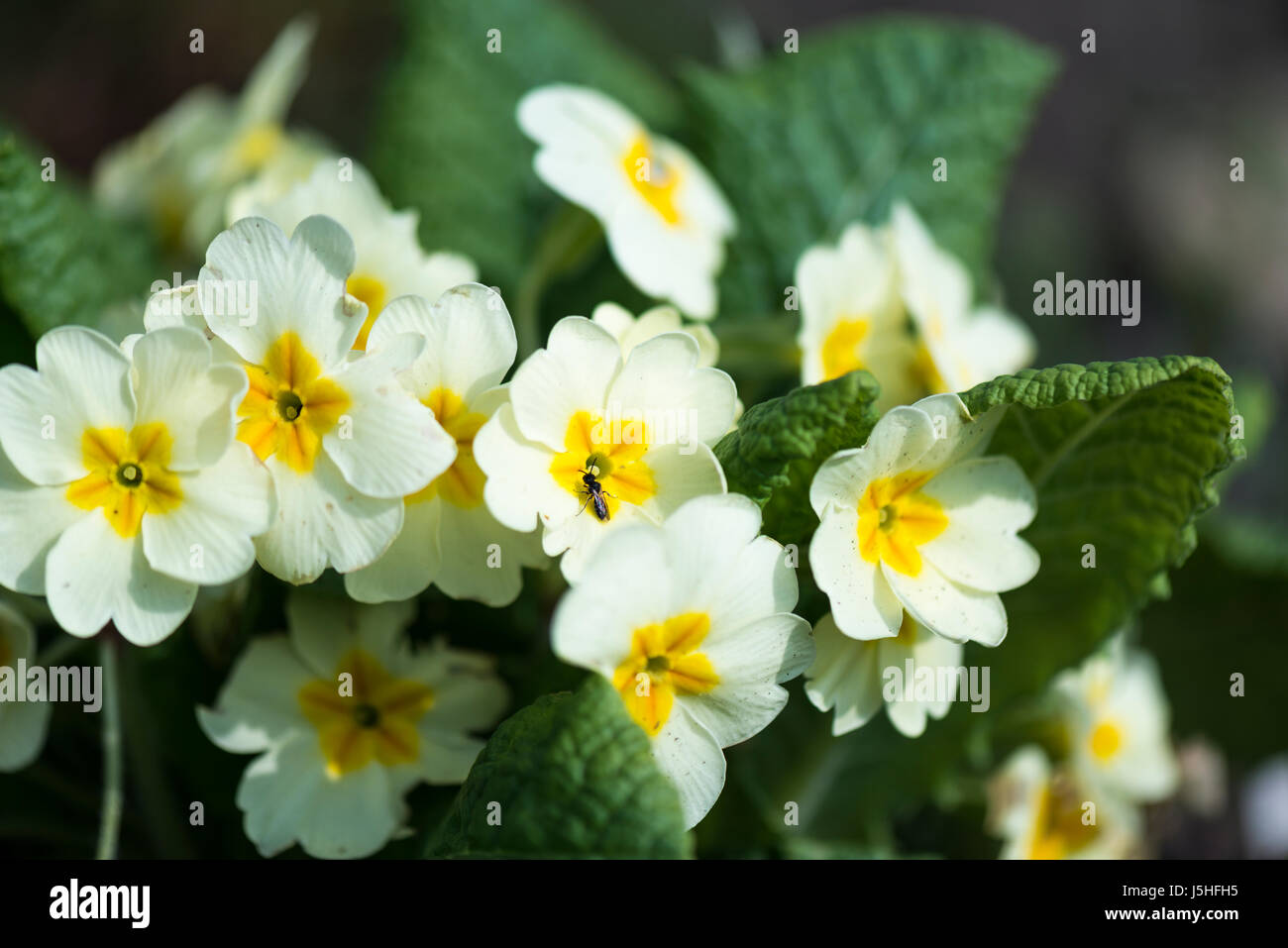 A flowering primrose (Primula vulgaris) in spring Stock Photo