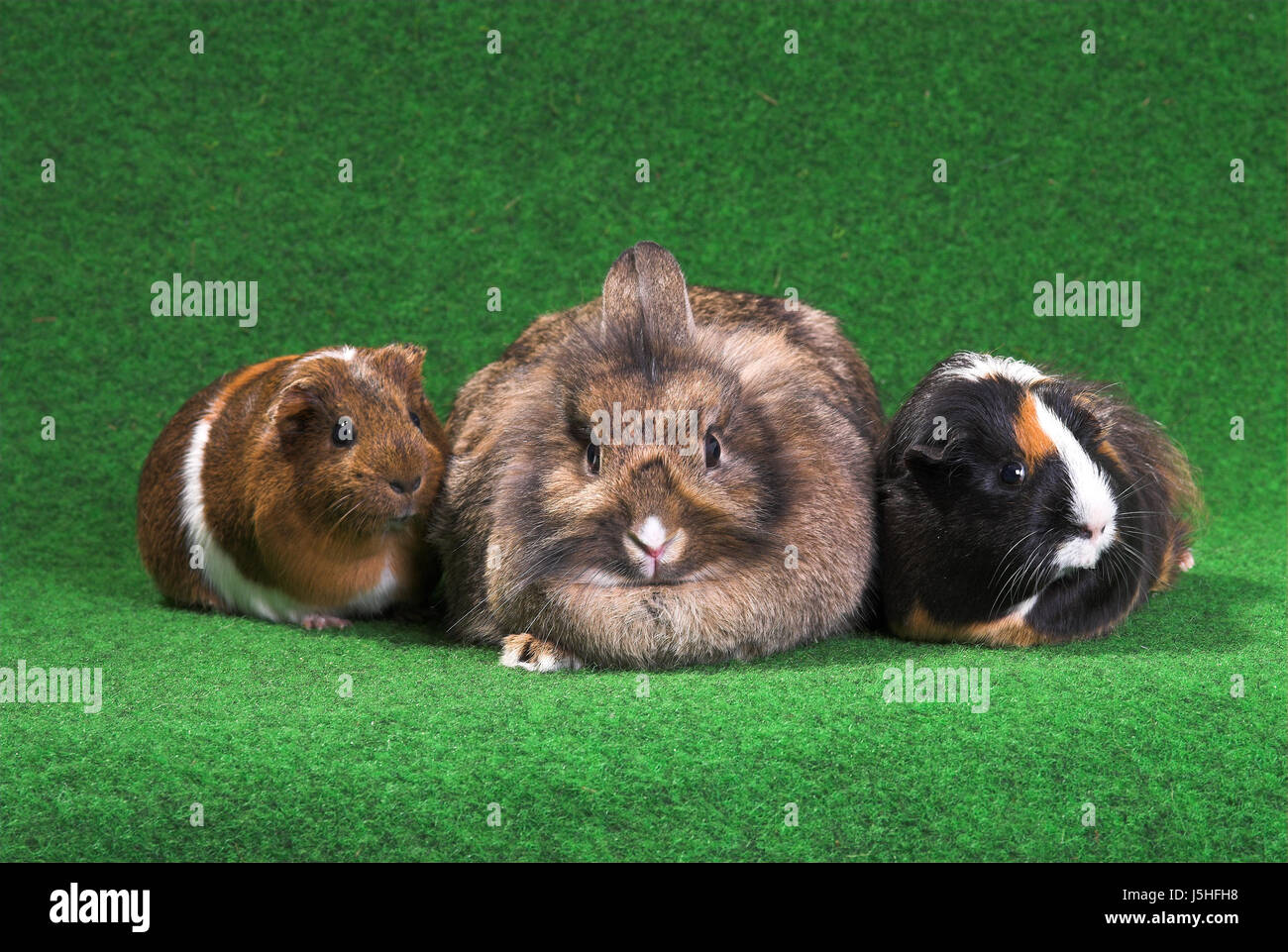 pet animals pets rabbit hare mammals guineapig guinea pig rabbits