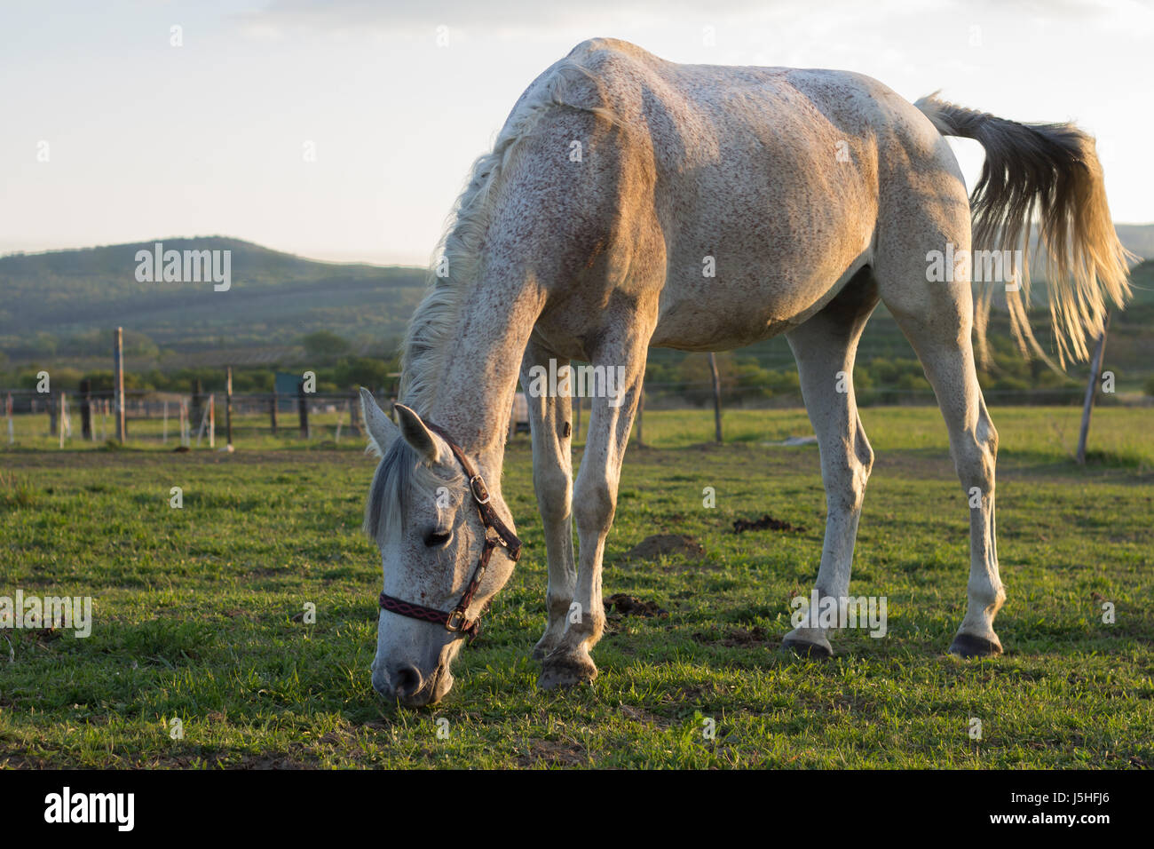 white horse on pasture Stock Photo