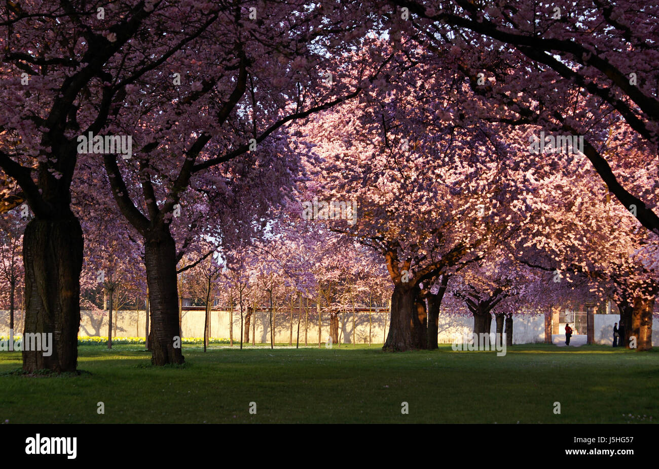 shine shines bright lucent light serene luminous tree bloom blossom ...