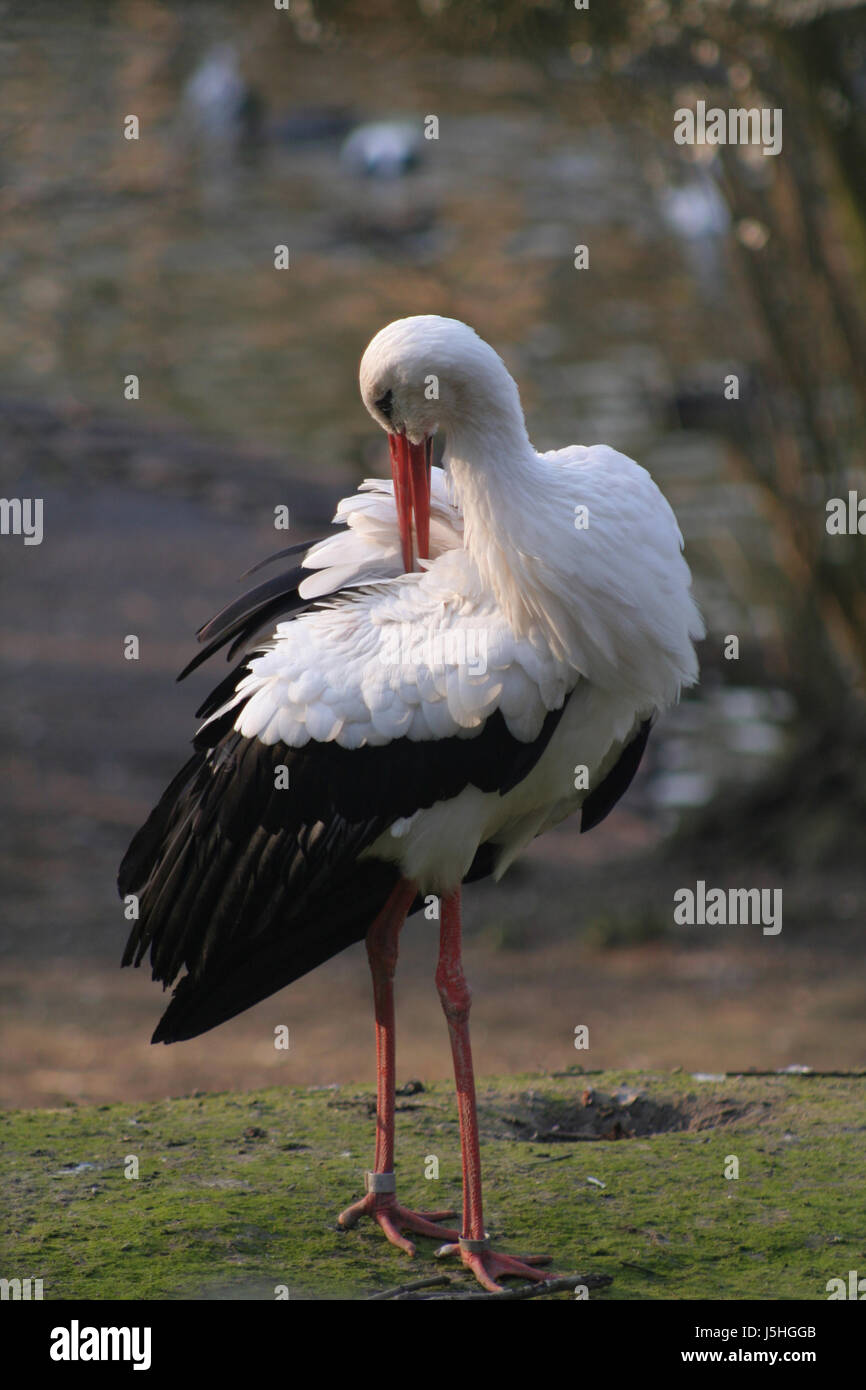 blue bird birds blank european caucasian nest beak stork family ...