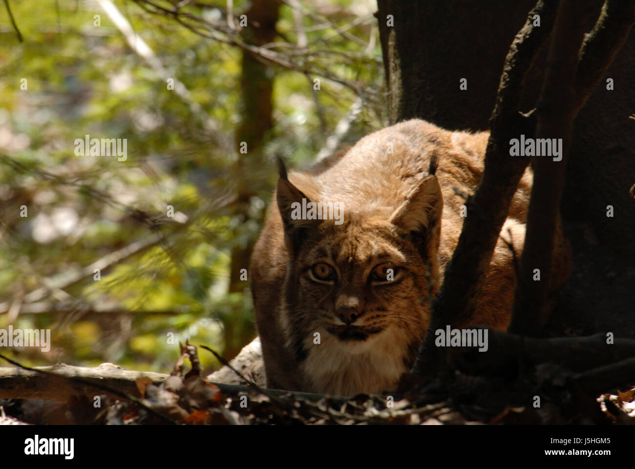 mammal big cat feline predator hunt caution shy predator lurk wildcat ...