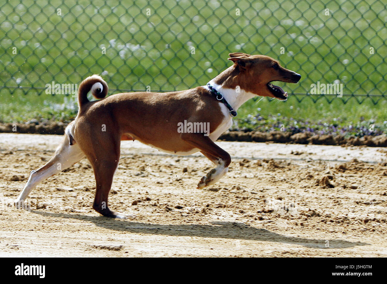 African greyhound hi res stock photography and images Alamy