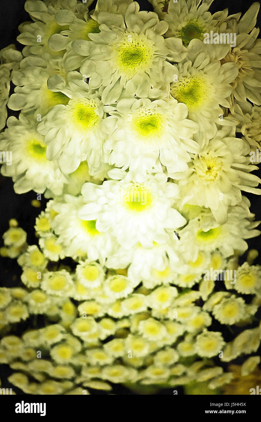 illustrations flowers Chrysanthemum,Chrysanthemum (Latin Chrysánthemum