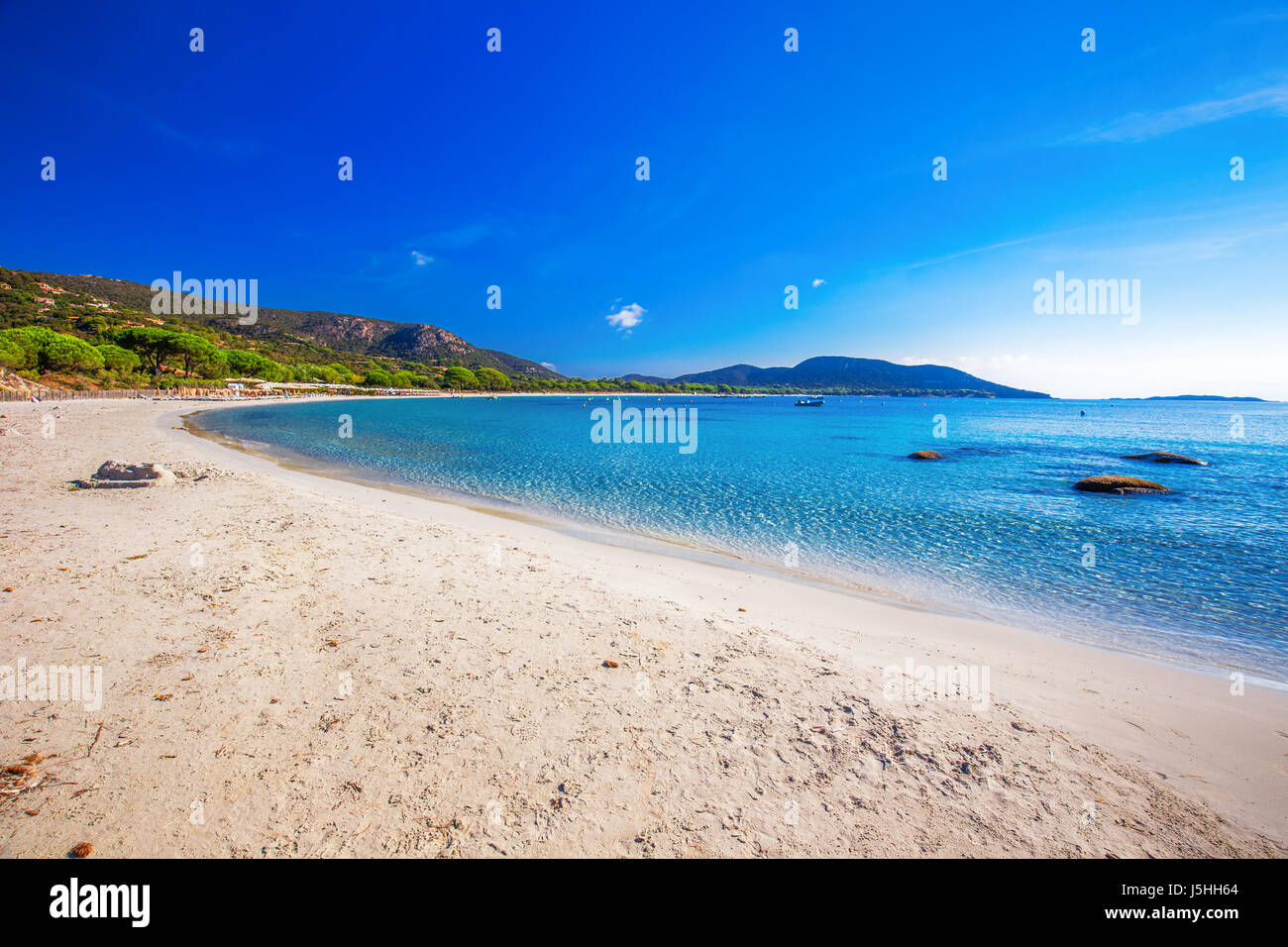 Pine trees on Palombaggia beach with azure clear water and sandy beach on the south part of Corsica, France Stock Photo