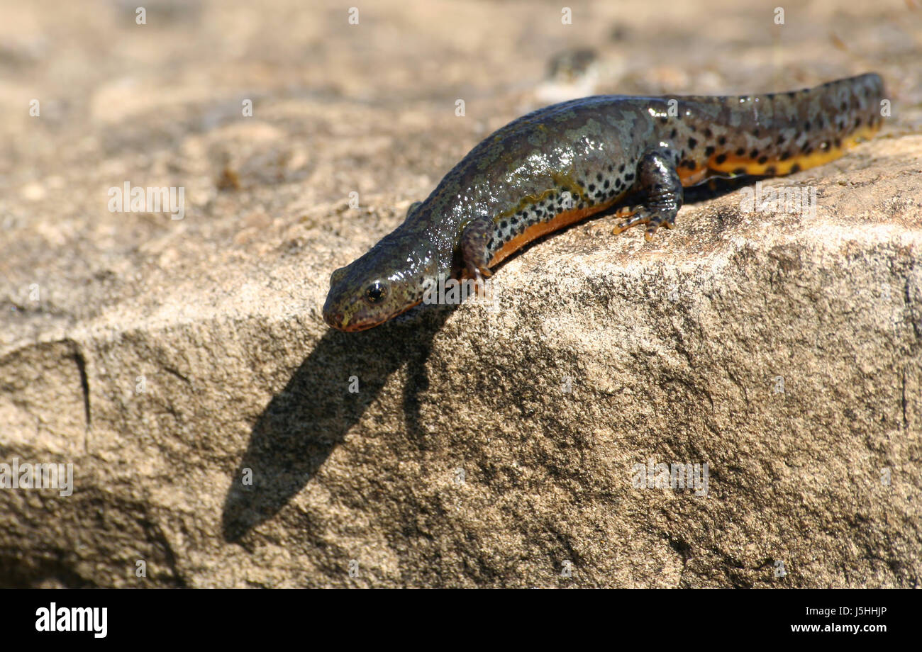 Alpine newt male female hi-res stock photography and images - Alamy
