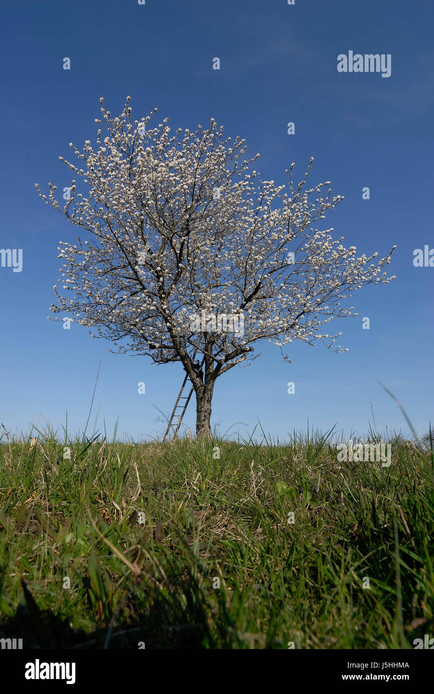 flowering period v Stock Photo Alamy