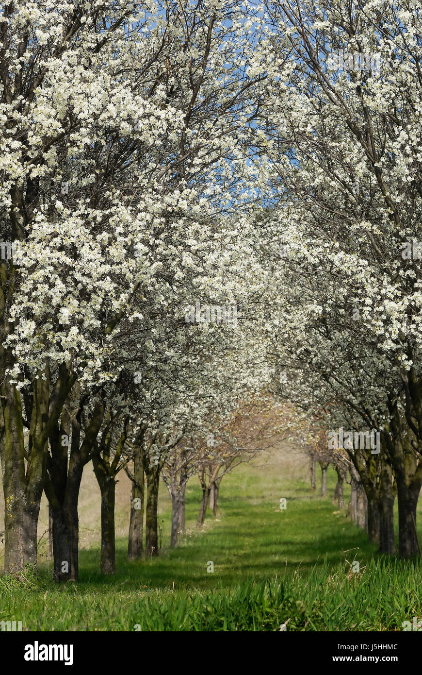 tree fruit stamp bud pollen nectar cherry avenue a row of trees fruit