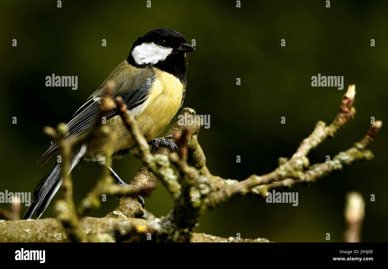 macro close-up macro admission close up view tree garden bird fauna birds apple Stock Photo