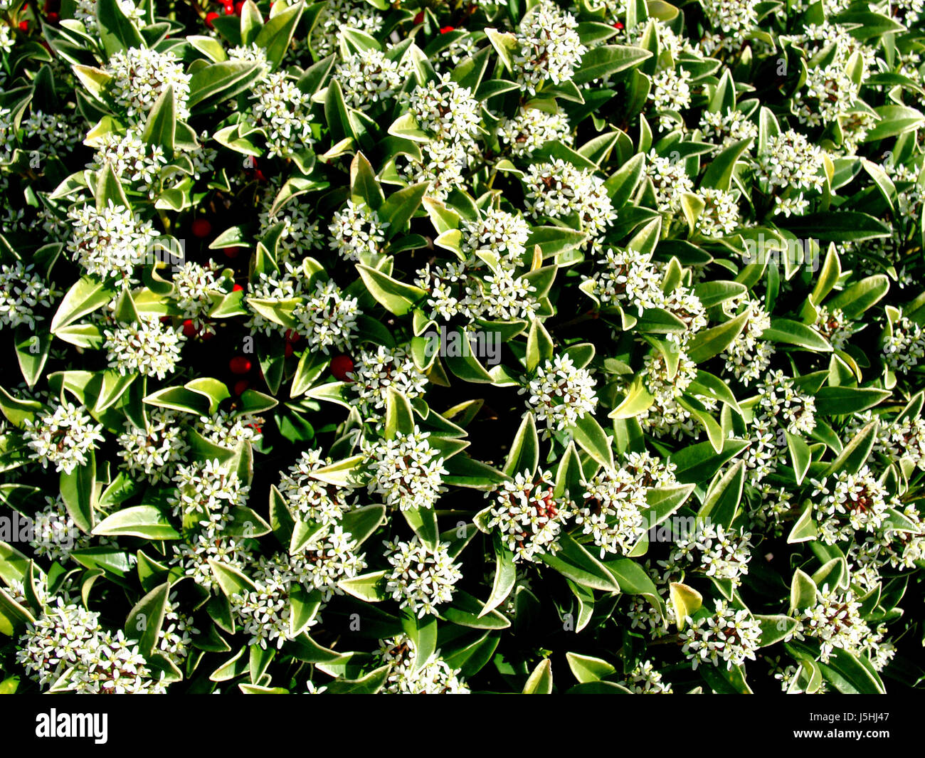 shine shines bright lucent light serene luminous flower plant bloom blossom Stock Photo