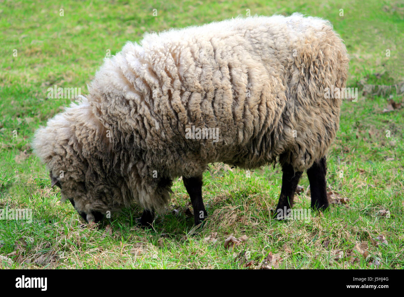 skin sheep wool shearing raw material regenerative textiles frilled sheepskin Stock Photo