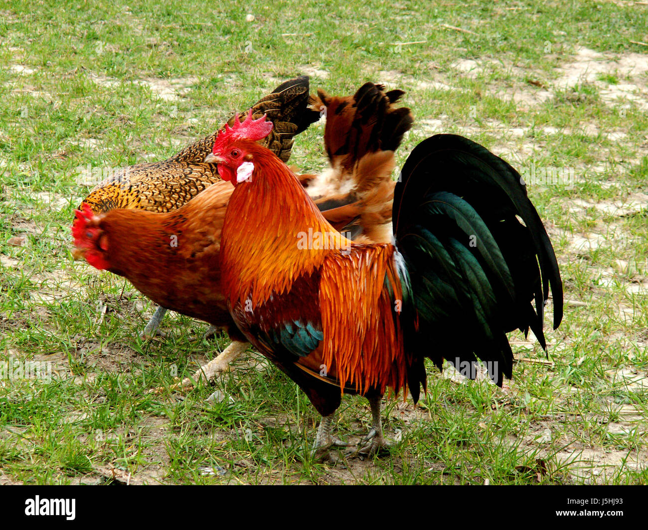 cock of the walk Stock Photo Alamy