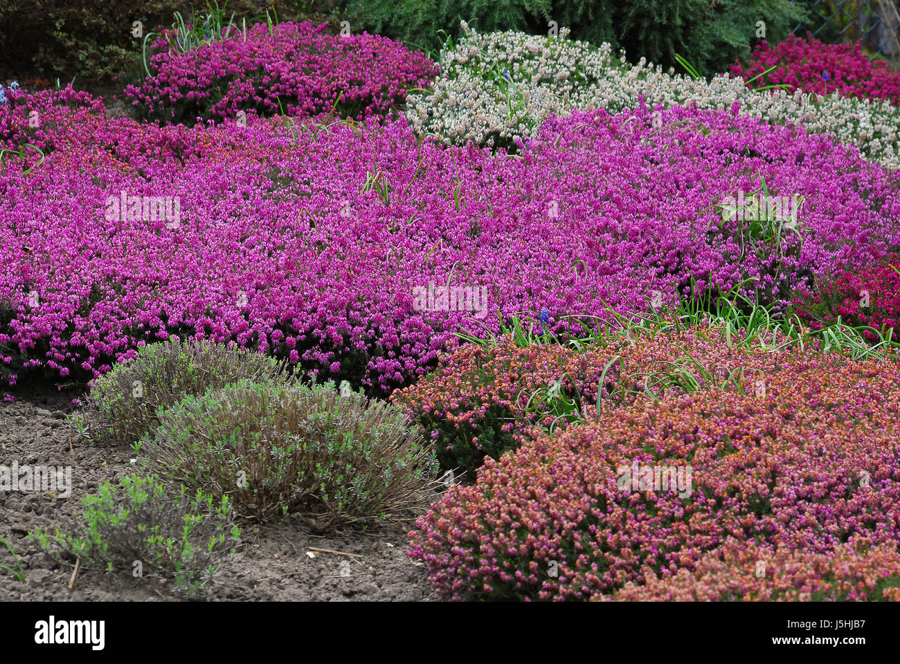 park garden flower plant heath gardens peat topsoil caluna vulgaris gemeine Stock Photo
