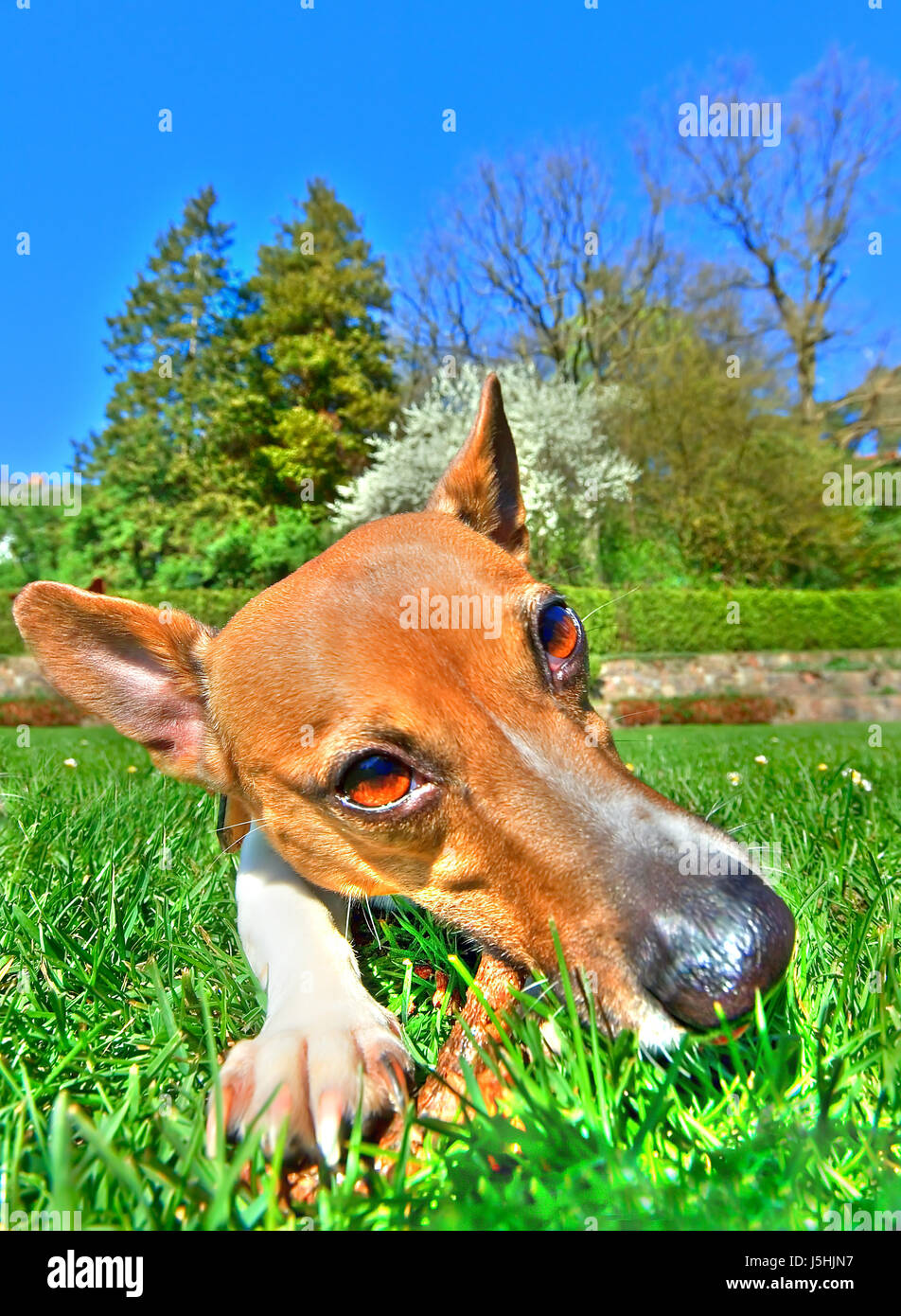 animal pet brown brownish brunette blank european caucasian dog beige puppy Stock Photo