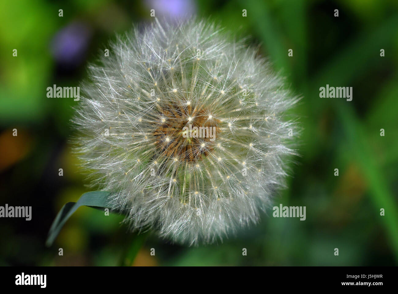 plant flower useful plant flowers blowball sperm dandelion medicinal plant Stock Photo